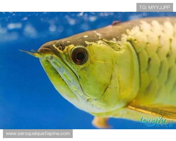 博鱼app官方入口电脑版最新版本下载安装指南帮助玩家顺利登录体验